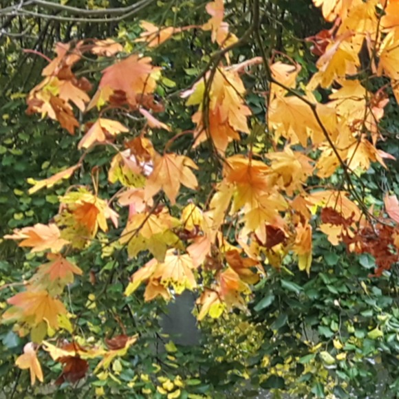 autumnrevolt